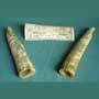  Set 2 short Scrimshaw walrus tusks - a whale bone