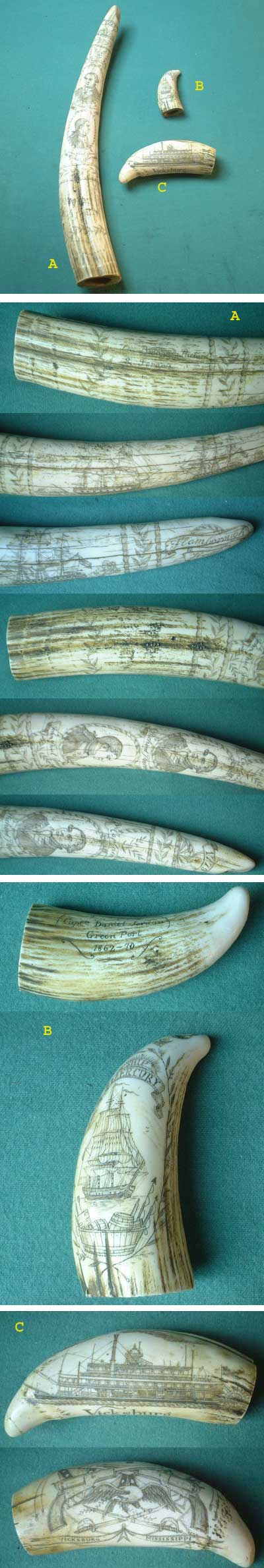 U63 - Scrimshaw Set Walz�hne und Walrosszahn USA