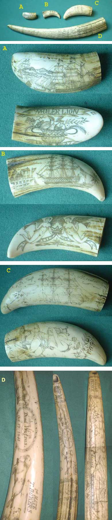 U64 - Scrimshaw Set Walz�hne und Walrosszahn USA