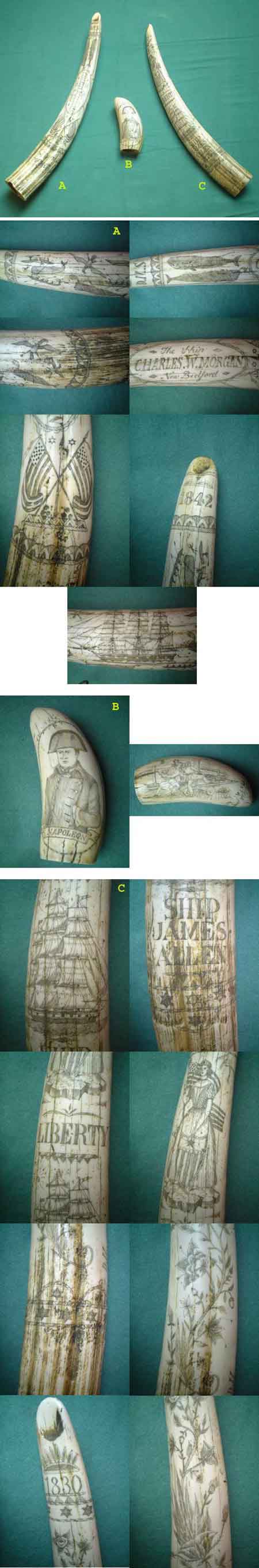 U65 - Set 3 Scrimshaw walrus tusks and whale tooth