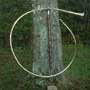 R�mer Signalhorn cornu f�r Roms Legionen ca. 100 AD