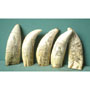 5 Scrimshaw-Replika: Pottwalz�hne USA f.H�ndler
