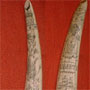 Scrimshaw big walrus tooth, USA 1830
