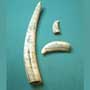 Set 3 Scrimshaw whale teeth and walrus tusk
