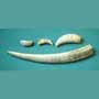 Set 4 Scrimshaw whale teeth and walrus tusk