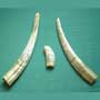 Set 3 Scrimshaw walrus tusks and whale tooth